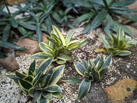 黃邊虎尾蘭|典藏植物園秋季必看! 虎尾蘭替你吸走髒空氣 